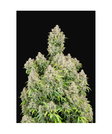 Semillas Cinderella Auto autoflorecientes de FastBuds Seeds