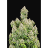 Semillas Cinderella Auto autoflorecientes de FastBuds Seeds