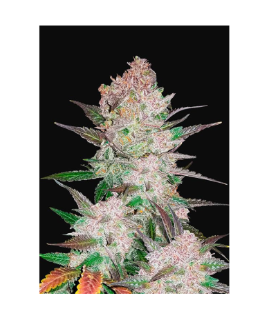 Semillas Cream Cookies Auto autoflorecientes de FastBuds Seeds