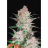 Semillas Cream Cookies Auto autoflorecientes de FastBuds Seeds