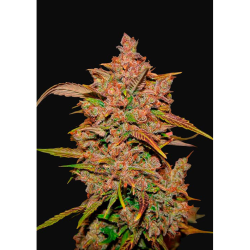 Semillas Crystal Meth Auto autoflorecientes de FastBuds Seeds