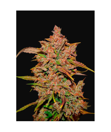 Semillas Crystal Meth Auto autoflorecientes de FastBuds Seeds