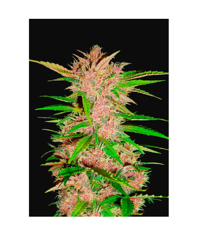 Semillas Fastberry Auto autoflorecientes de FastBuds Seeds