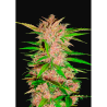 Semillas Fastberry Auto autoflorecientes de FastBuds Seeds