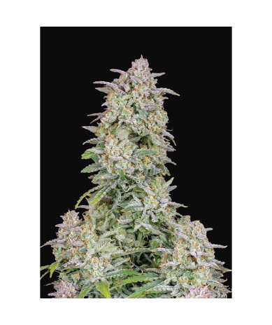 Semillas Forbidden Runtz Auto autoflorecientes de FastBuds Seeds