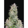 Semillas Forbidden Runtz Auto autoflorecientes de FastBuds Seeds