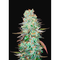Semillas G14 Auto autoflorecientes de FastBuds Seeds