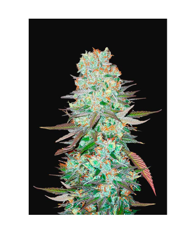Semillas G14 Auto autoflorecientes de FastBuds Seeds