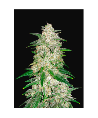 Semillas Gelato Auto autoflorecientes de FastBuds Seeds