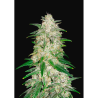 Semillas Gelato Auto autoflorecientes de FastBuds Seeds