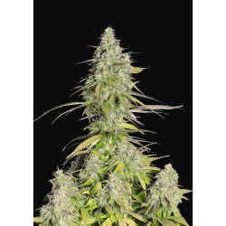 Semillas Girl Scout Cookies Auto autoflorecientes de FastBuds Seeds