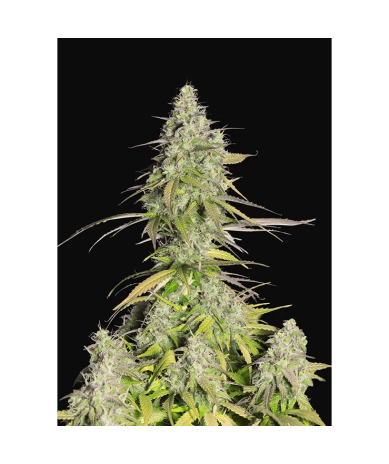 Semillas Girl Scout Cookies Auto autoflorecientes de FastBuds Seeds