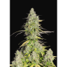 Semillas Girl Scout Cookies Auto autoflorecientes de FastBuds Seeds