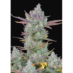 Semillas Gorilla Cookies Auto autoflorecientes de FastBuds Seeds