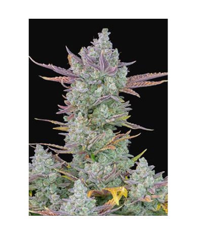 Semillas Gorilla Cookies Auto autoflorecientes de FastBuds Seeds
