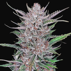 Semillas Gorilla Punch Auto autoflorecientes de FastBuds Seeds