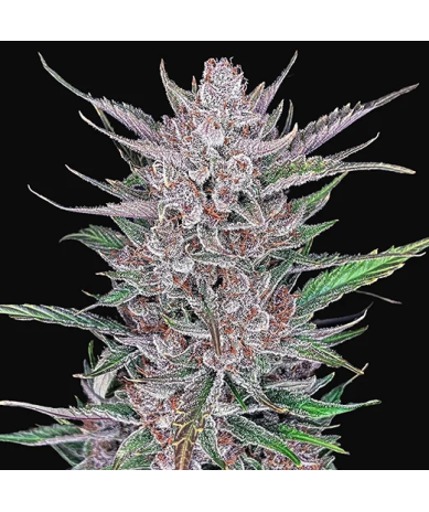 Semillas Gorilla Punch Auto autoflorecientes de FastBuds Seeds