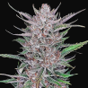 Semillas Gorilla Punch Auto autoflorecientes de FastBuds Seeds