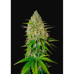Semillas Grapefruit Auto autoflorecientes de FastBuds Seeds