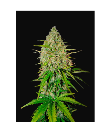 Semillas Grapefruit Auto autoflorecientes de FastBuds Seeds