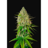 Semillas Grapefruit Auto autoflorecientes de FastBuds Seeds