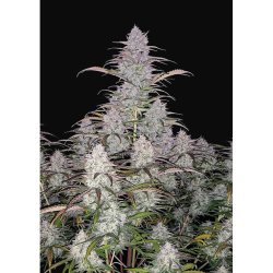 Semillas Green Crack Auto autoflorecientes de FastBuds Seeds