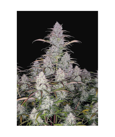 Semillas Green Crack Auto autoflorecientes de FastBuds Seeds