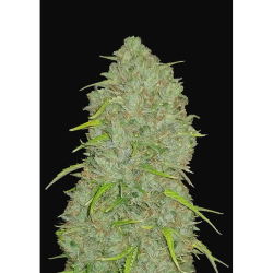 Semillas Jack Herer Auto autoflorecientes de FastBuds Seeds