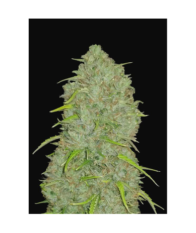 Semillas Jack Herer Auto autoflorecientes de FastBuds Seeds