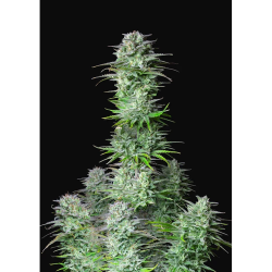 Semillas Kosher Cake Auto autoflorecientes de FastBuds Seeds