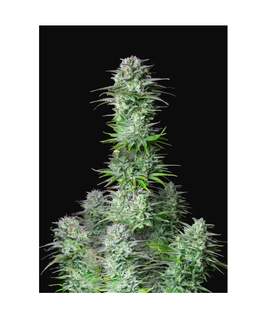 Semillas Kosher Cake Auto autoflorecientes de FastBuds Seeds