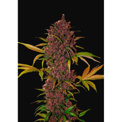 Semillas LSD-25 Auto autoflorecientes de FastBuds Seeds