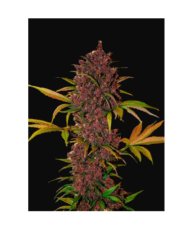 Semillas LSD-25 Auto autoflorecientes de FastBuds Seeds