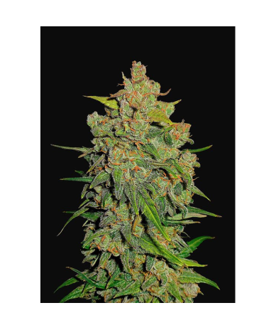 Semillas Lemon AK Auto autoflorecientes de FastBuds Seeds