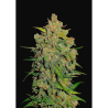 Semillas Lemon AK Auto autoflorecientes de FastBuds Seeds