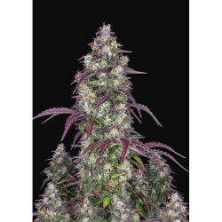 Semillas Lemon Pie Auto autoflorecientes de FastBuds Seeds