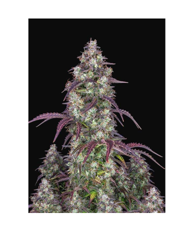 Semillas Lemon Pie Auto autoflorecientes de FastBuds Seeds