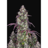 Semillas Lemon Pie Auto autoflorecientes de FastBuds Seeds