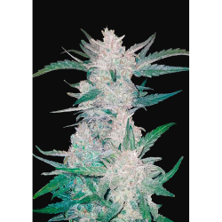 Semillas Mexican Airlines Auto autoflorecientes de FastBuds Seeds