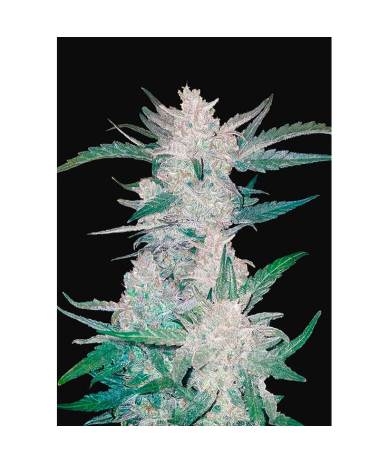 Semillas Mexican Airlines Auto autoflorecientes de FastBuds Seeds
