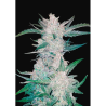 Semillas Mexican Airlines Auto autoflorecientes de FastBuds Seeds
