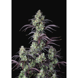 Semillas Mimosa Cake Auto autoflorecientes de FastBuds Seeds