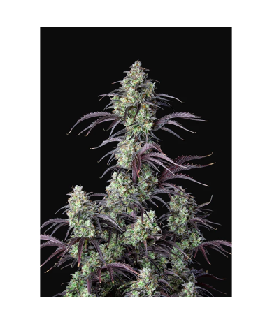 Semillas Mimosa Cake Auto autoflorecientes de FastBuds Seeds