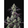 Semillas Mimosa Cake Auto autoflorecientes de FastBuds Seeds