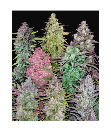 Semillas Mix Pack Auto autoflorecientes de FastBuds Seeds