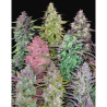Semillas Mix Pack Auto autoflorecientes de FastBuds Seeds