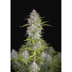Semillas Orange Sherbet Auto autoflorecientes de FastBuds Seeds