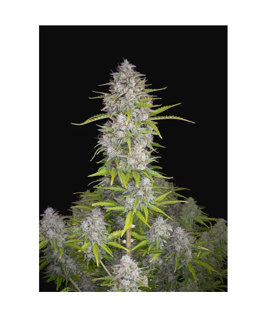 Semillas Orange Sherbet Auto autoflorecientes de FastBuds Seeds