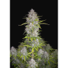 Semillas Orange Sherbet Auto autoflorecientes de FastBuds Seeds