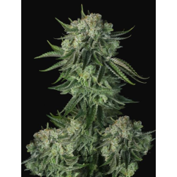 Semillas Original Moby Dick Auto autoflorecientes de FastBuds Seeds